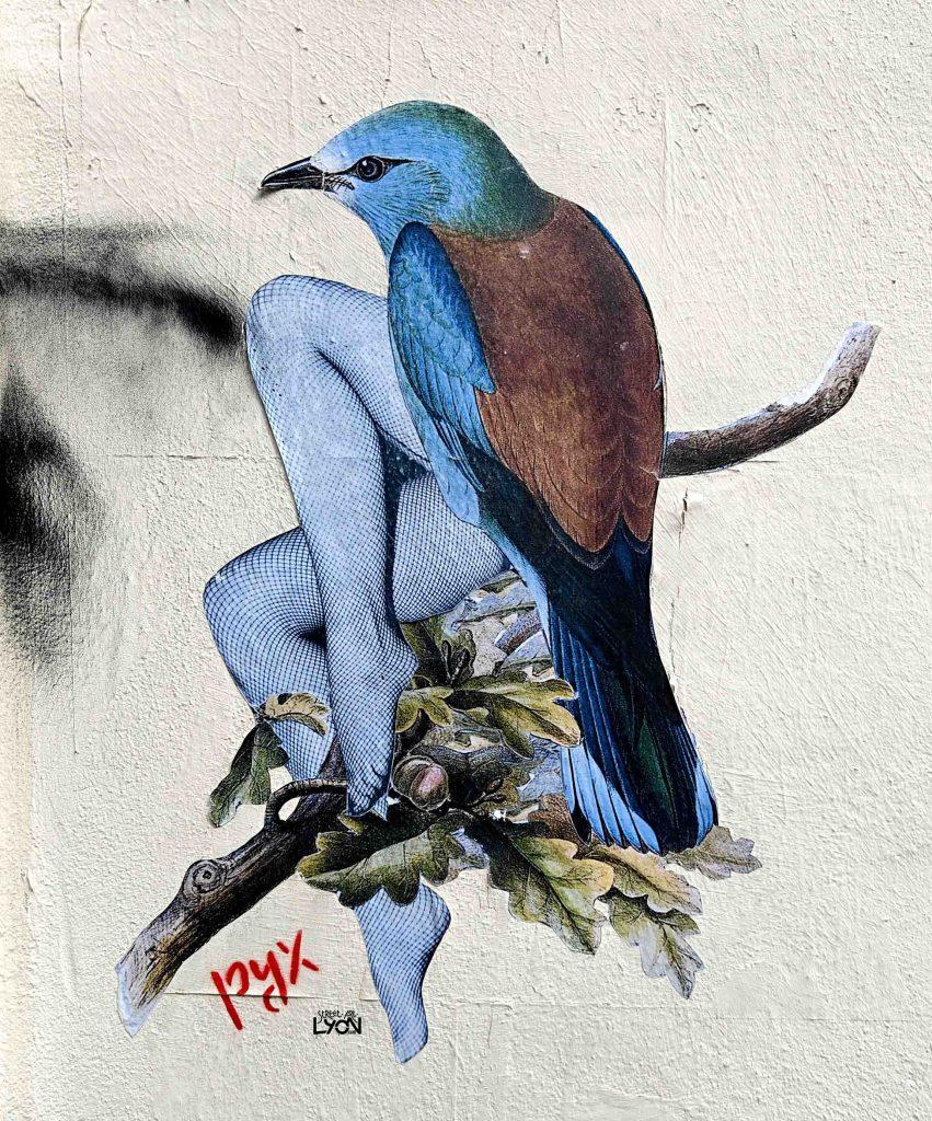 pyx-caponi